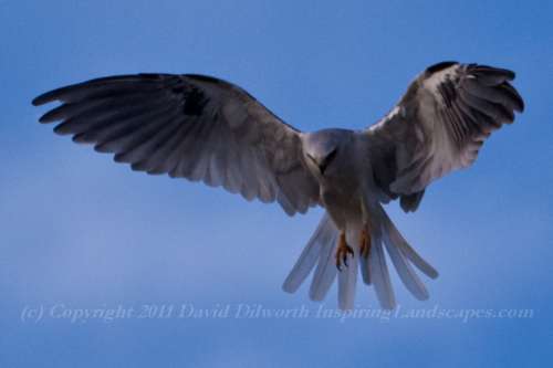 White Tailed Kite Stopped in Mid-air