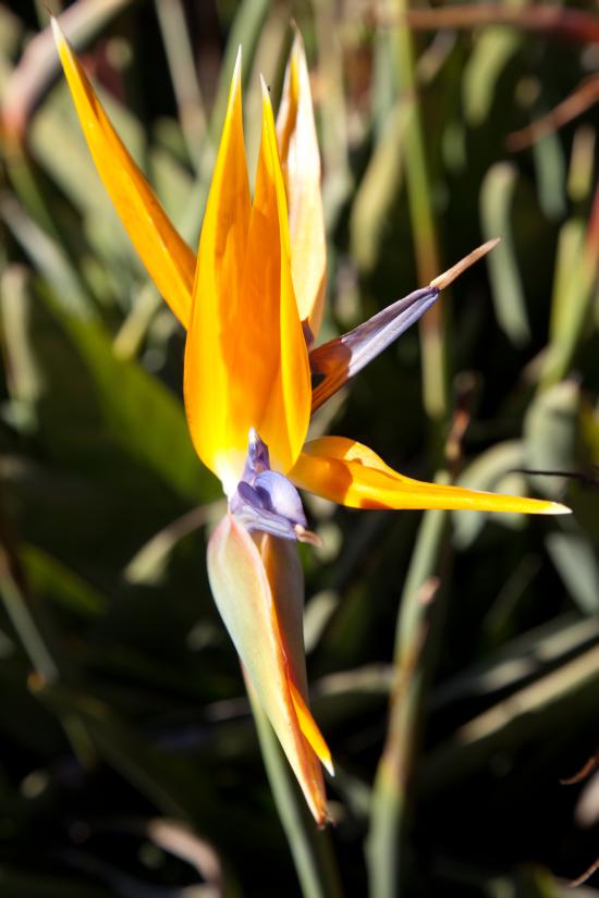 Paradise Bird Flower