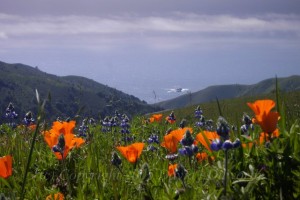 Poppy Picnic