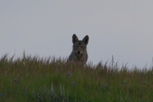 Coyote Curious