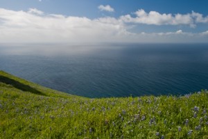 Emerald and Lupine Vista, Big Sur