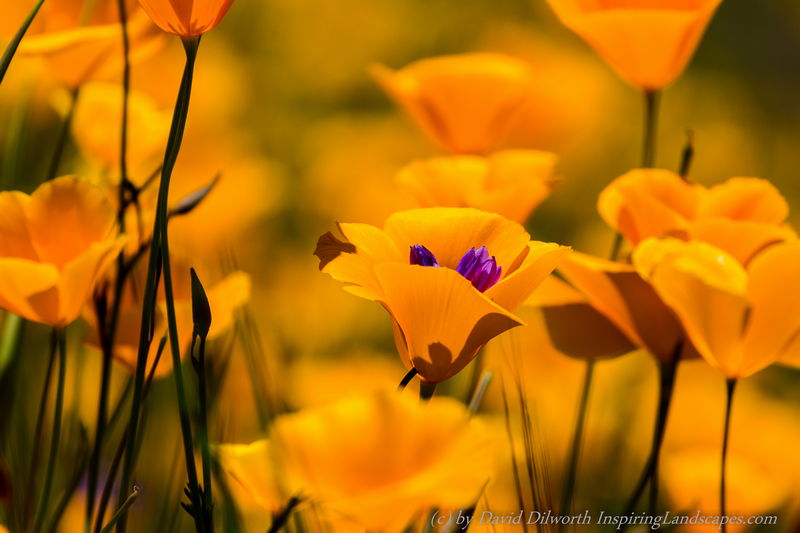 Purple in Poppy