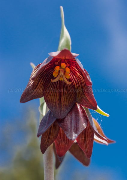 Chocolate Lilly by David Dilworth