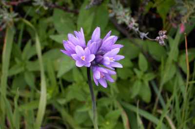 Brilliant Brodiaea