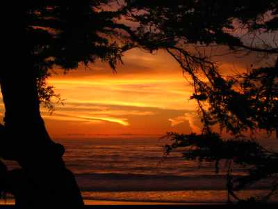 Carmel Cypress Brilliance