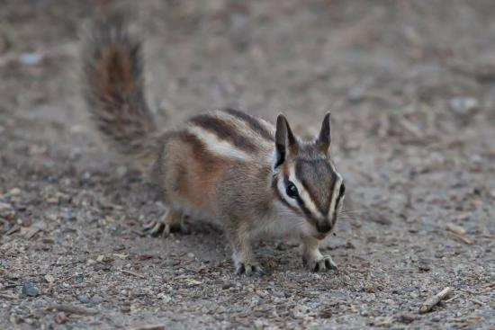 Chipmunk Chatter