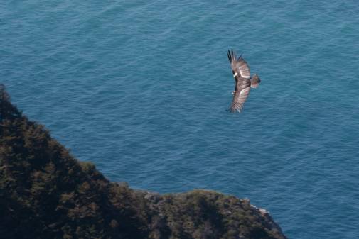 Condor Cliff Soaring