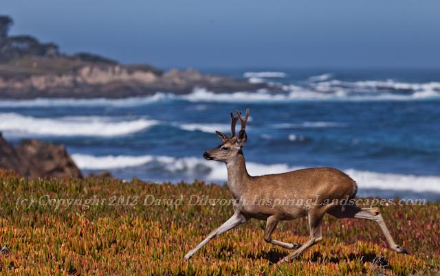 Deer Dance, Cypress Point, Pebble Beach