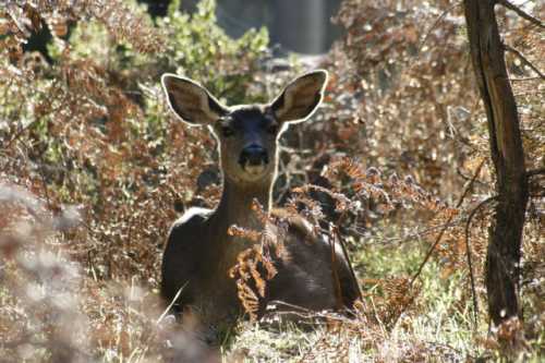 Doe Observing Winter