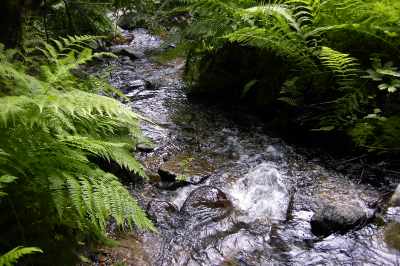 Fern Brook