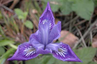 Iridescent Iris