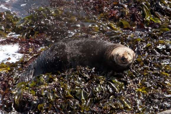 'Land'-Otter Sly Smile