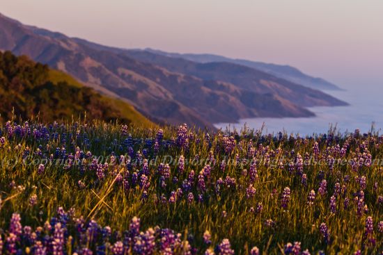 Lupine Vista, Big Sur