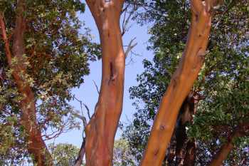 Marvelous Madrone