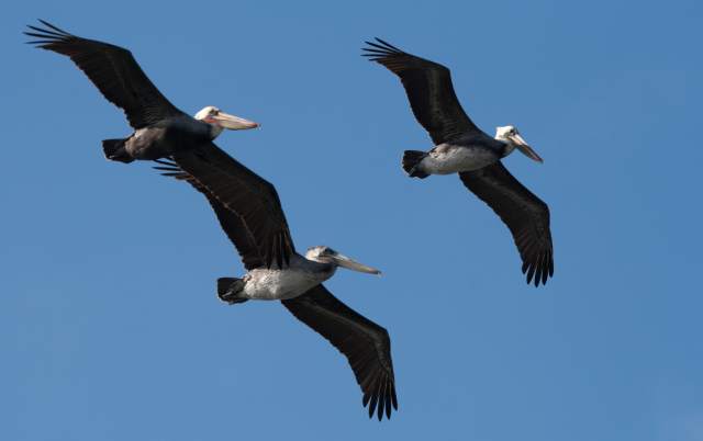 Double Breasted Pelicans