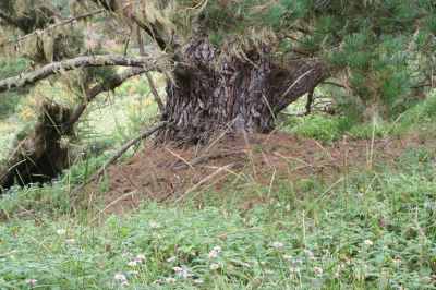 Point Lobos Pine