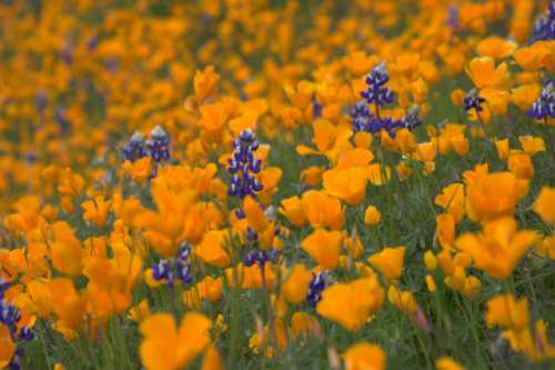 Poppy Lupine