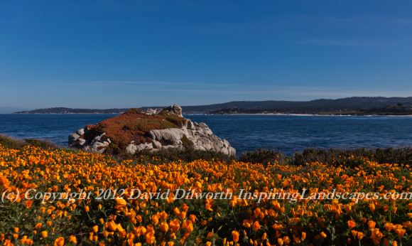 Morning Poppy Vista, Carmel Bay