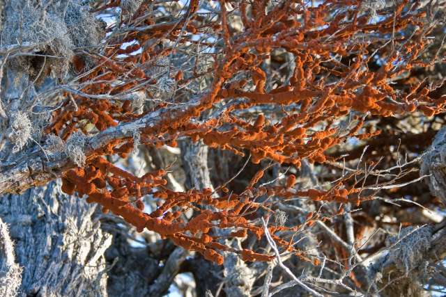 Red Lichen, Silver Cypress