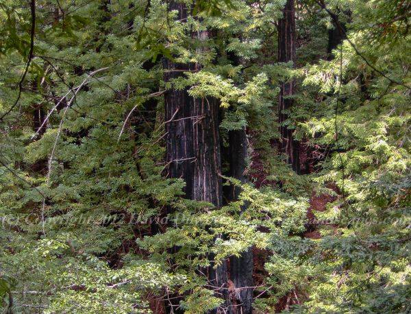 Remarkable Redwood Ring