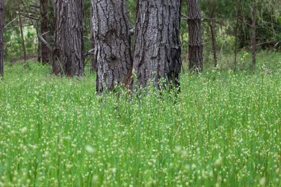 Pines in a Sea of Green