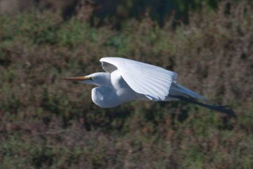 Egret Floating