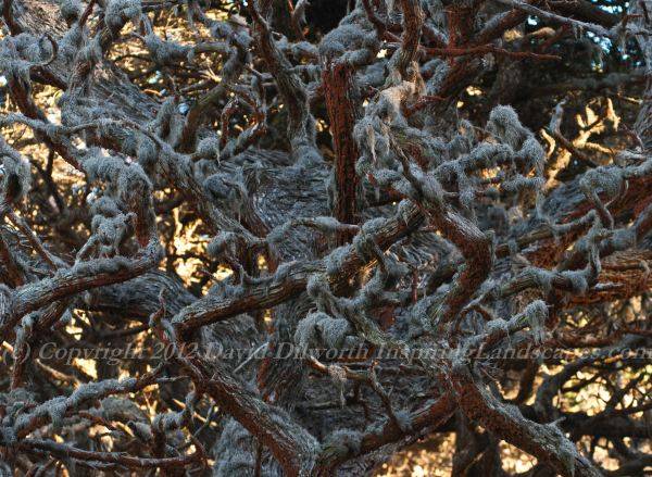 Silver Branches, Red Lichen, Gold Sunlight