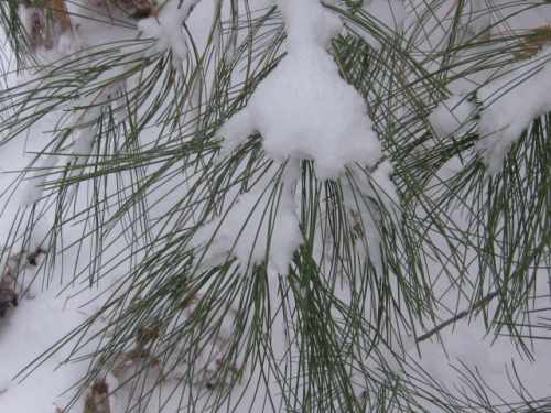 Snow Pine