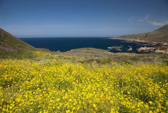 Soberanes Point Gold Fields