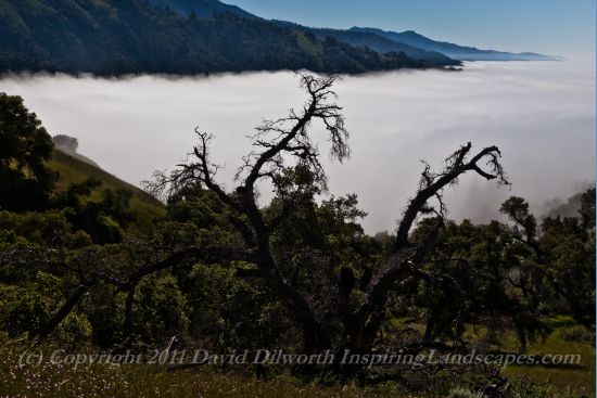 Tree and Fog Vista, Big Sur