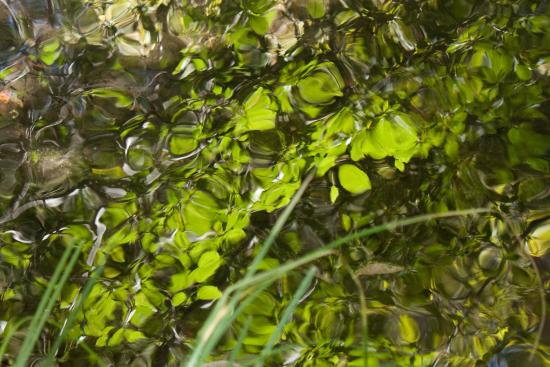 Watery Leaves