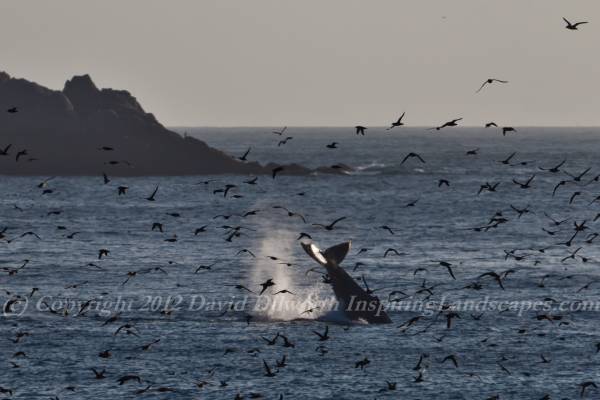 Whale Tail, Point Lobos